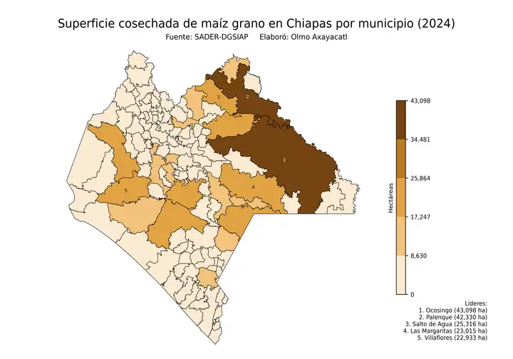 Superficie cosechada de maíz en Chiapas por municipio