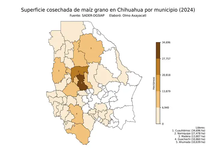 Superficie cosechada de maíz en Chihuahua por municipio