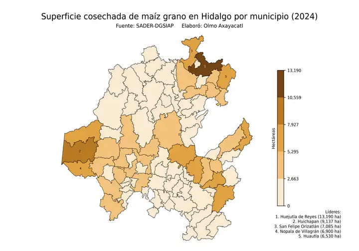 Superficie cosechada de maíz en Hidalgo por municipio