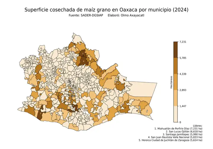 Superficie cosechada de maíz en Oaxaca por municipio