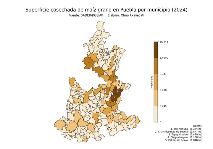 Superficie cosechada de maíz en Puebla por municipio