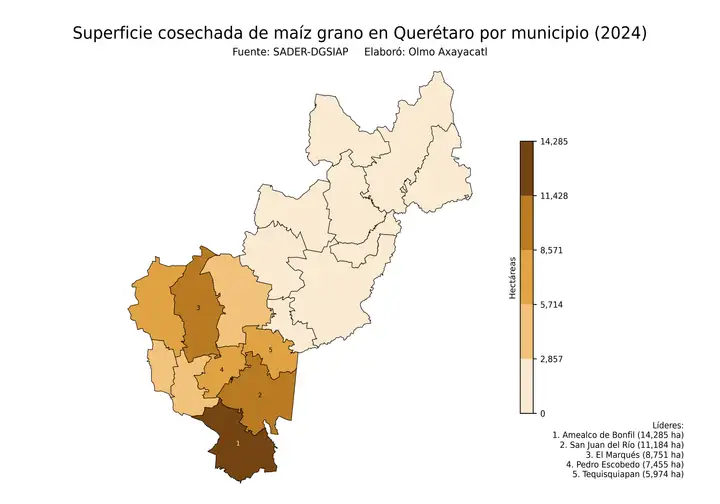 Superficie cosechada de maíz en Querétaro por municipio
