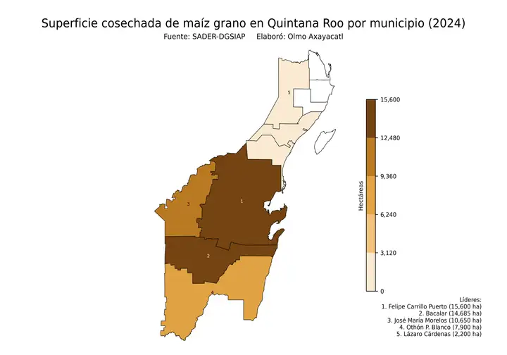 Superficie cosechada de maíz en Quintana Roo por municipio