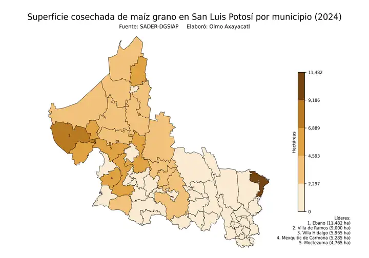 Superficie cosechada de maíz en San Luis Potosí por municipio