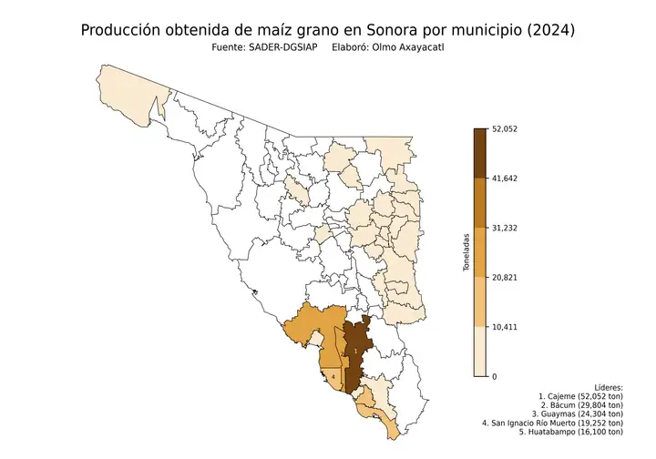 Producción obtenida de maíz en Sonora por municipio