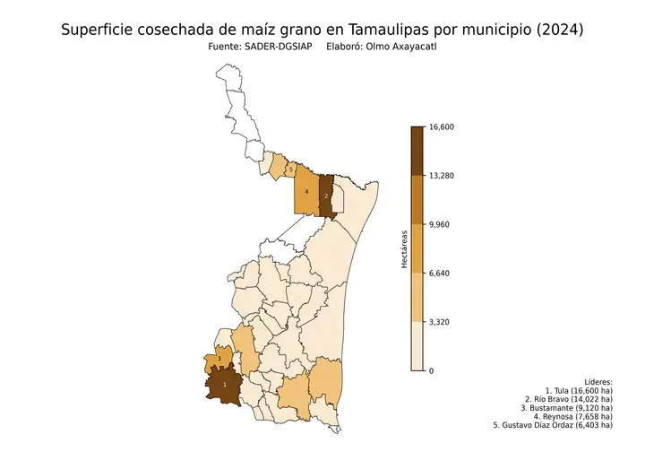 Superficie cosechada de maíz en Tamaulipas por municipio