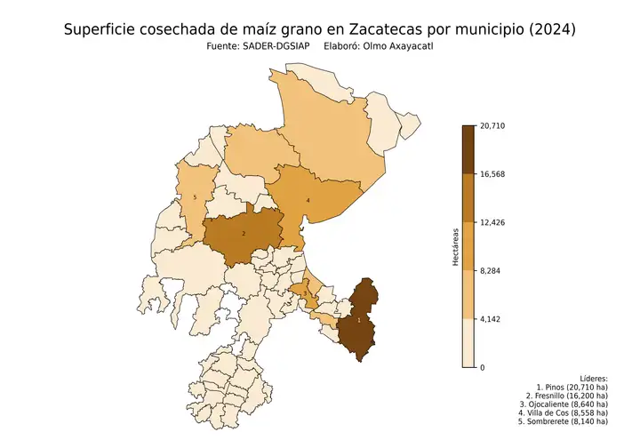 Superficie cosechada de maíz en Zacatecas por municipio