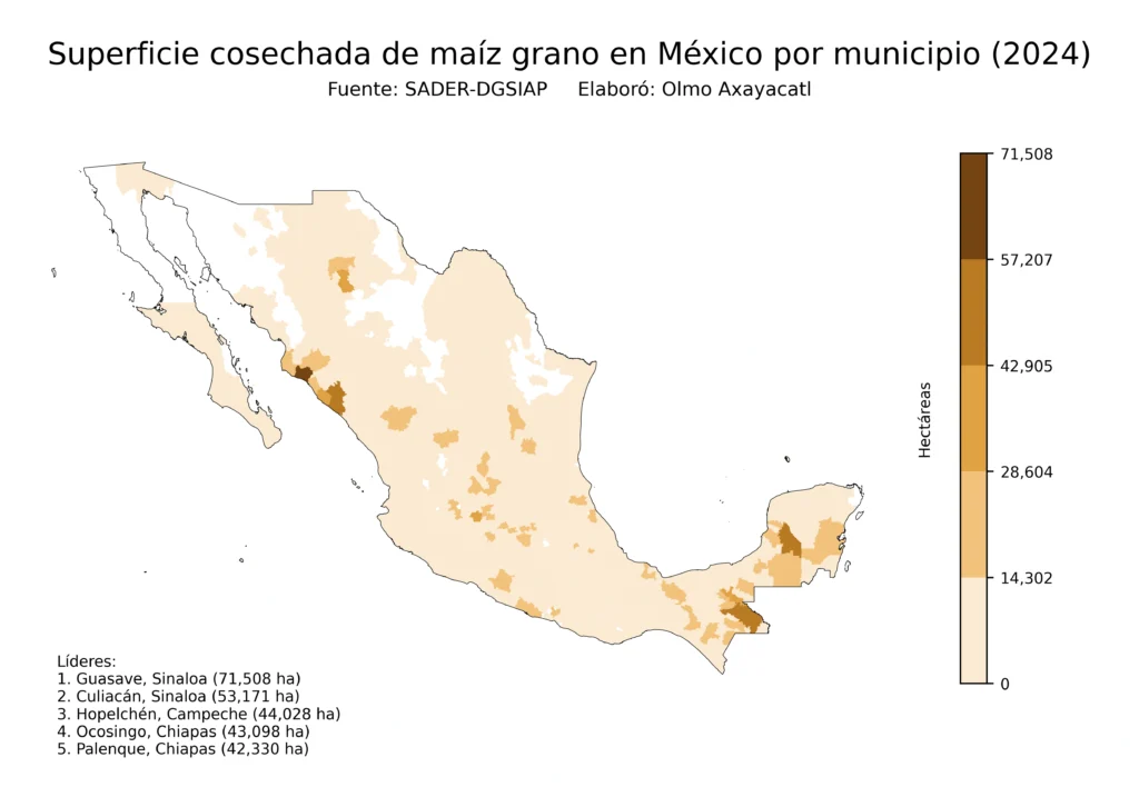 México Producción Agrícola Maíz grano (Municipios Superficie)